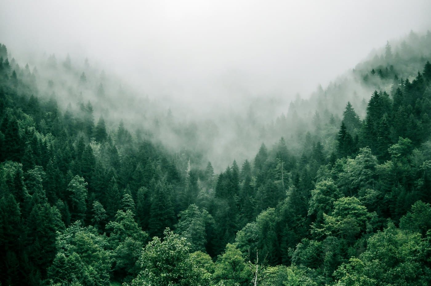 Fog drifting over a forested valley