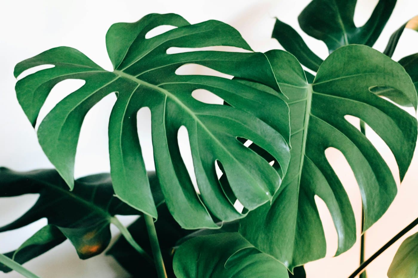 Monstera leaves against a white wall